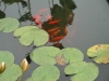 monets-garden-lily-pond-and-koi