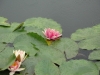 monets-garden-lily-pond-in-the-rain
