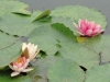 monets-garden-lily-pond